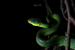 Bothriechis lateralis