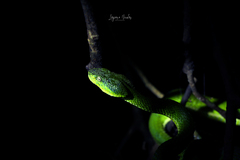 Bothriechis lateralis