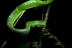 Bothriechis lateralis