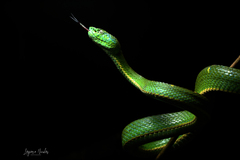 Bothriechis lateralis