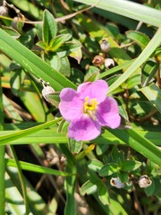 Osbeckia