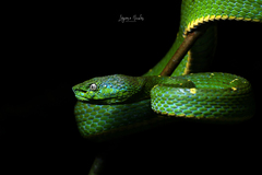 Bothriechis lateralis