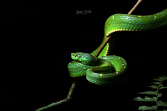 Bothriechis lateralis