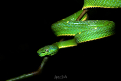 Bothriechis lateralis