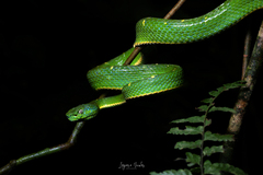 Bothriechis lateralis