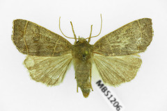Ipimorpha subtusa