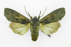 Lithophane furcifera