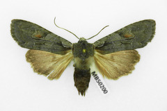 Lithophane furcifera