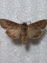 Polia bombycina
