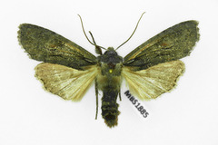 Lithophane furcifera