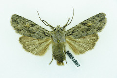 Lithophane ornitopus