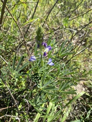 Lupinus truncatus