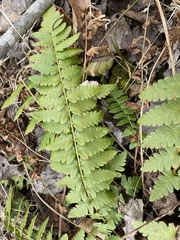 Athyrium asplenioides