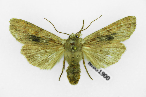 Pale Pinion