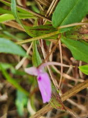 Impatiens