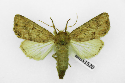 Flounced Rustic