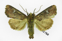 Mesapamea secalis