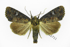 Mesapamea secalis