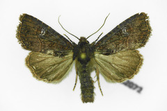 Mesapamea secalis
