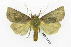 Mesogona oxalina