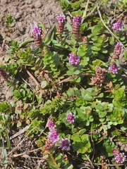 Rotala rotundifolia