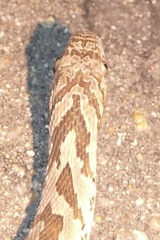 Dasypeltis scabra