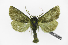 Oligia latruncula