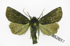 Oligia latruncula