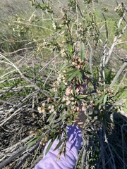 Baccharis salicifolia