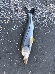 Centropomus undecimalis