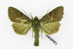 Parastichtis suspecta