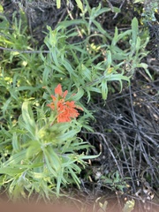 Castilleja affinis affinis