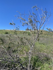 Baccharis salicifolia