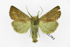 Photedes fluxa