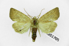 Photedes fluxa
