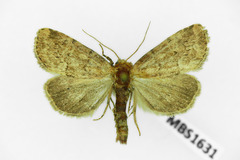 Photedes minima