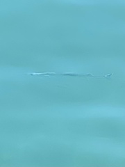 Tylosurus crocodilus