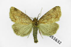 Photedes minima