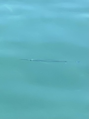 Tylosurus crocodilus