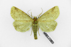 Photedes minima