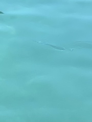 Tylosurus crocodilus