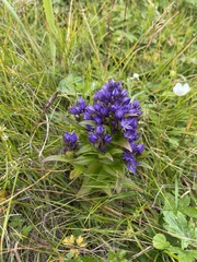 Gentianaceae
