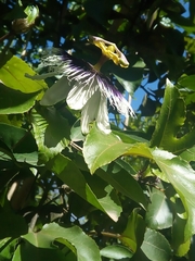 Passiflora edulis flavicarpa