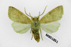Xanthia ocellaris