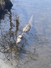 Alligator mississippiensis