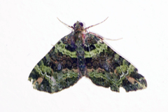 Hammaptera ignifera