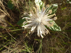Leuzea conifera