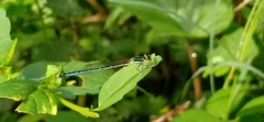 Agriocnemis pieris