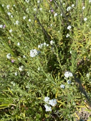 Cryptantha intermedia