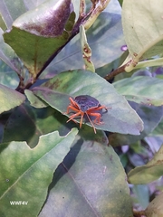 Tynacantha marginata
